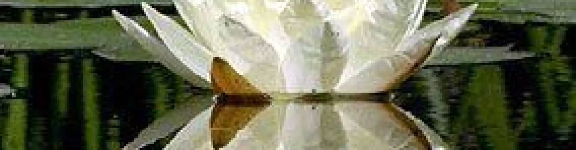 MEDITATION WORKSHOP - Online Class by Barbara Reid