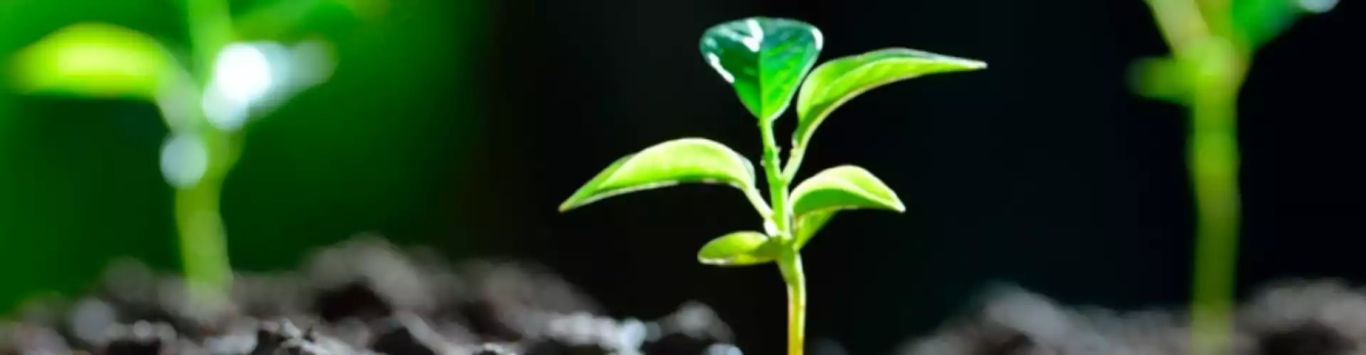 Sanación y limpieza de energía de renovación de primavera