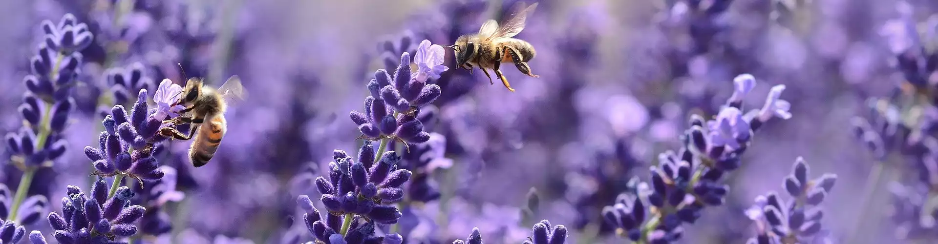 The Garden of Forgiveness: A Holy Fire® Reiki Meditation Journey - Online Class by Jerry Mikutis