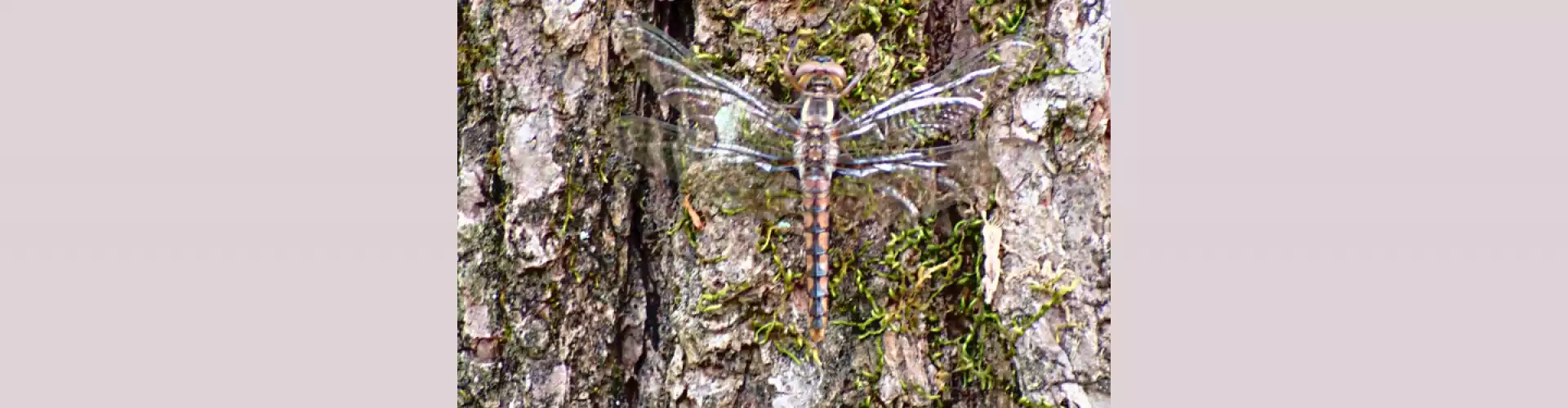 Shamanism 101- เติมพลังด้วยการเดินทางแบบ Mini-Shamanic - Online Class by Dwight Harriman