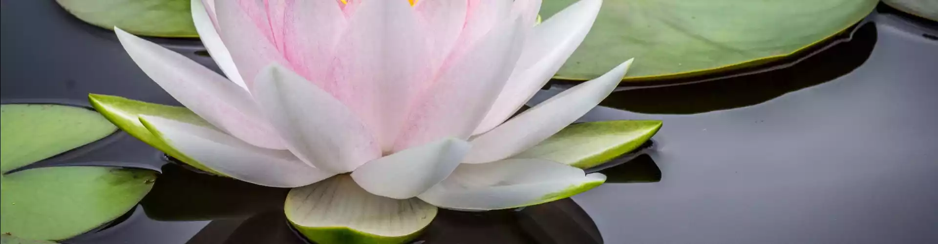 Reiki Mastership Q&A - Online Class by Jamie Butler