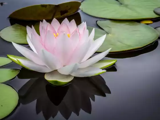 Reiki Mastership Q&A